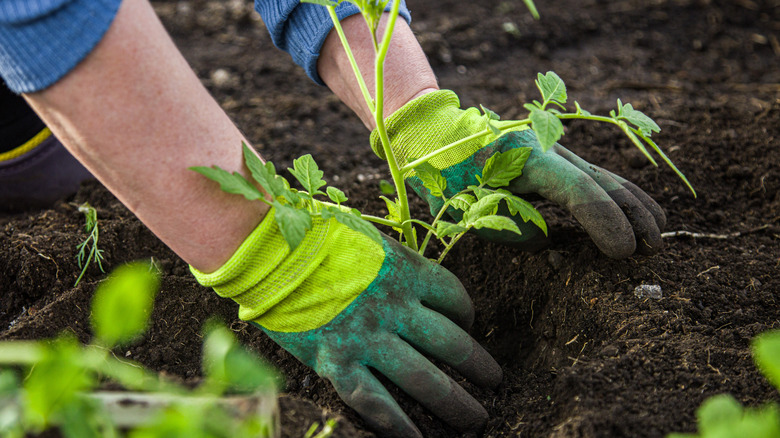 Tomato plant in ground