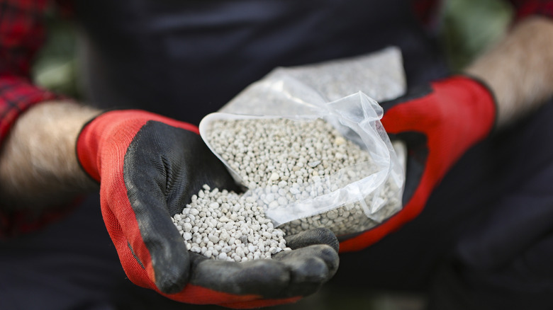 Gloved hands holding a bag of white fertilizer