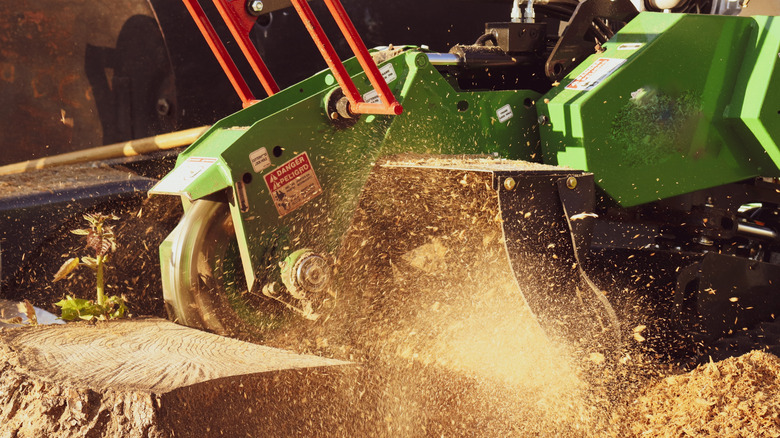 Stump grinder cutting through a tree stump