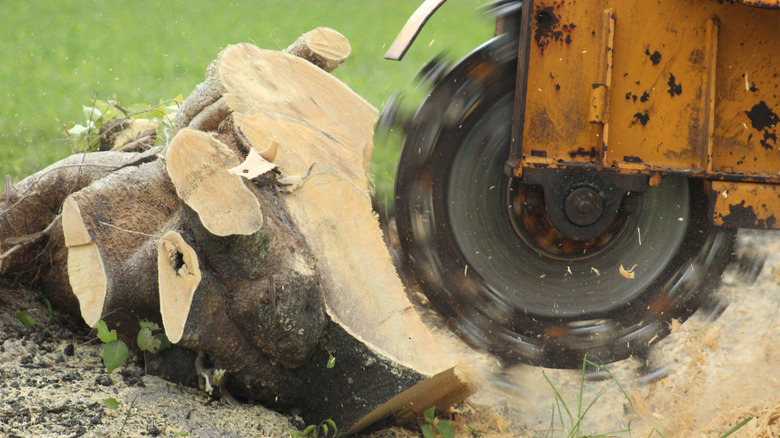 Using a stump grinder on a large tree stump