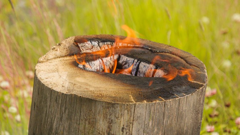 Burning tree stump