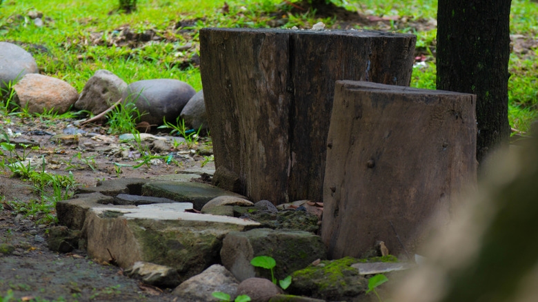 Two large tree stumps surrounded by smaller stumps and rocks