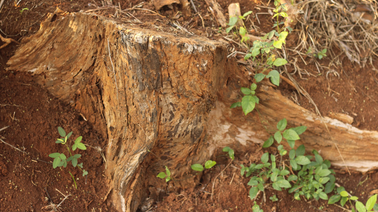 Green leaves sprouting from a tree stump