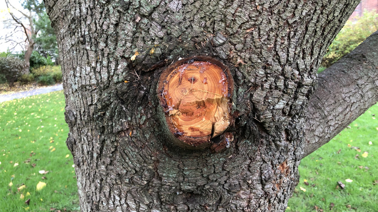 fresh cedar wound