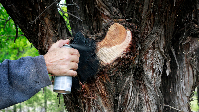 applying paint on tree wound