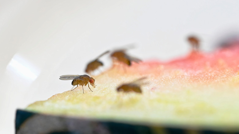 A close up image of fruit flies feeding on watermelon