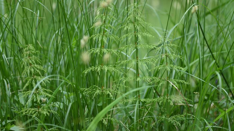 Horsetail growing next to grass