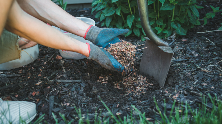 Person mulching in the garden