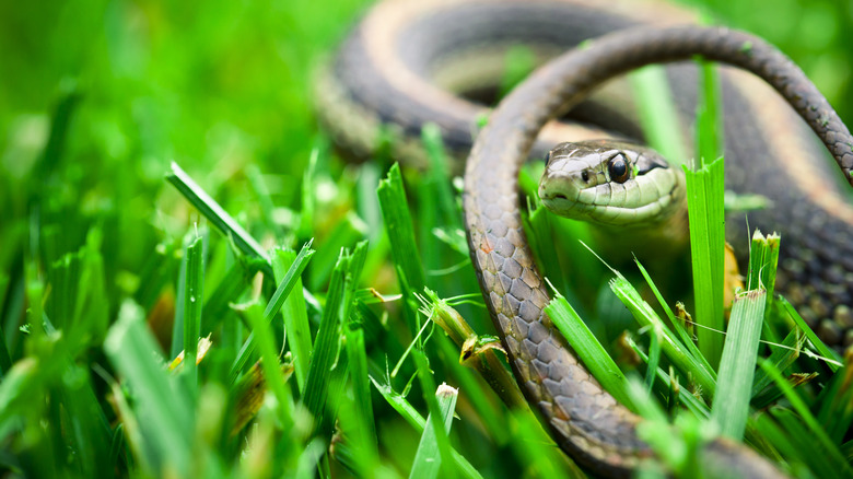 Snake hiding in grass