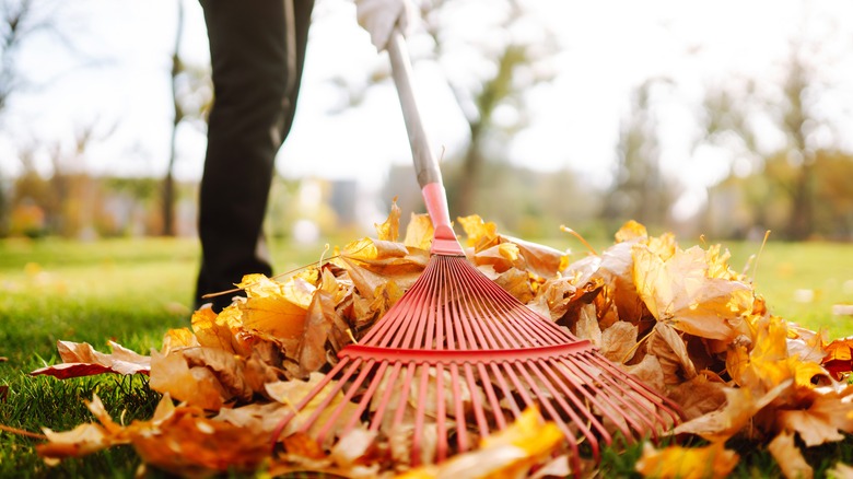 A rake on a pile of leaves