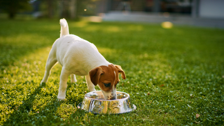 Small dog drinking water from bowl on grass