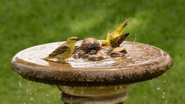 Close-up of two yellow birds in a birdbath