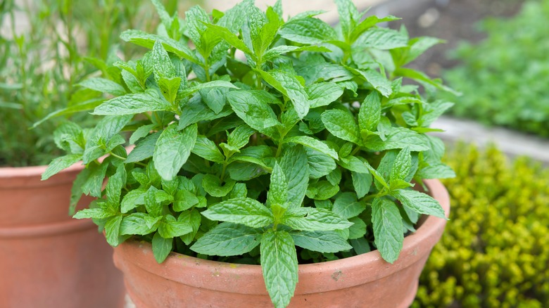 Mint growing in an outdoor planter