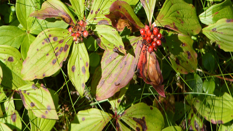 A patch of bunchberry shows signs of stress, including curled, discolored leaves.