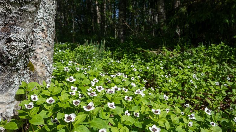 A patch of bunchberry in a forest blooms in spring.