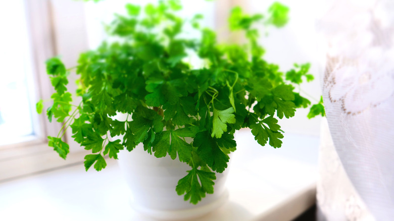 Potted parsley plant near window