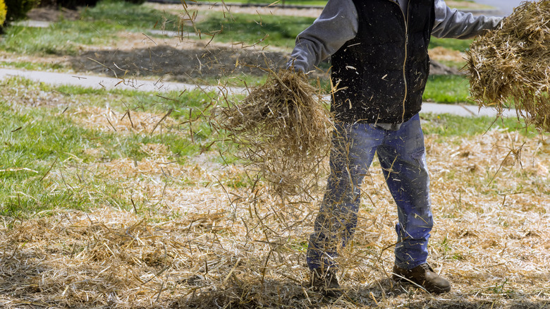 Gardener laying straw mulch