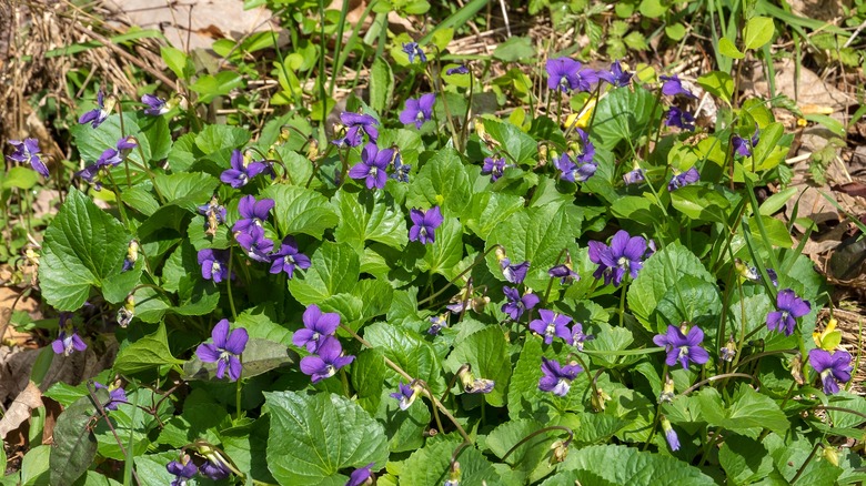 Patch of wild violets growing.