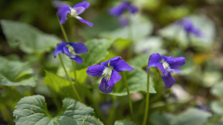 Close-up photo of wild violets growing.