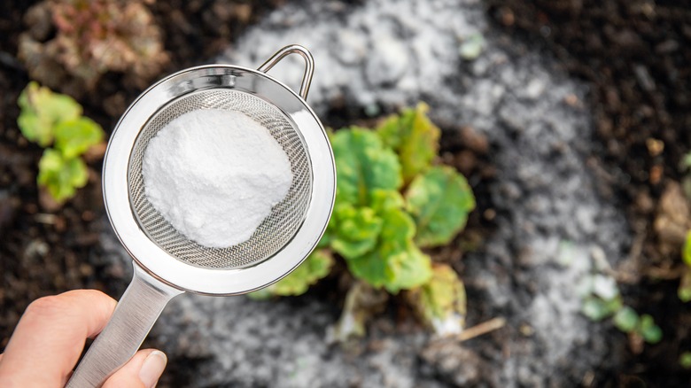 sprinkling baking soda onto plants