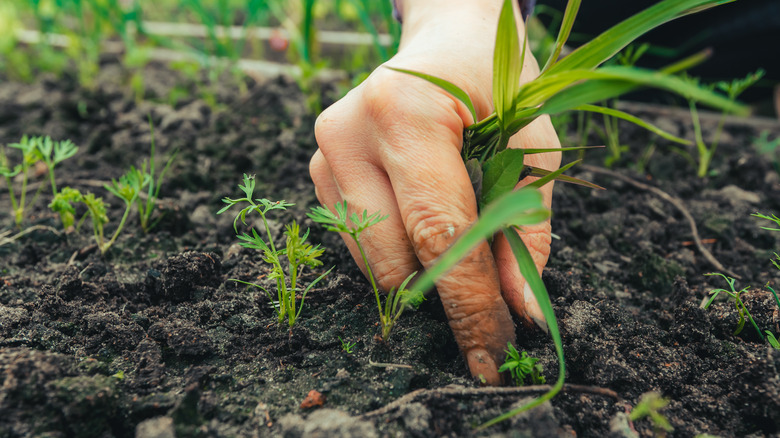 pulling weeds