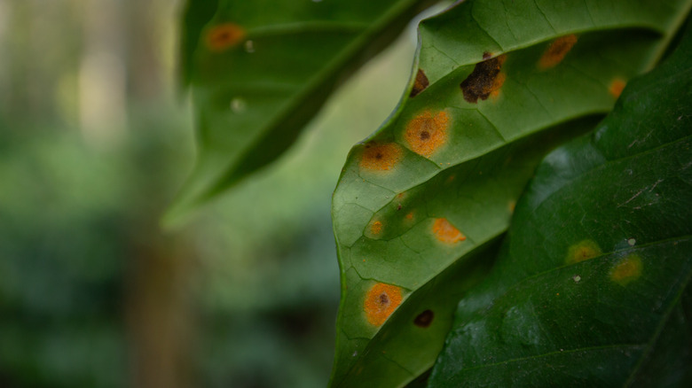 fungus on plant