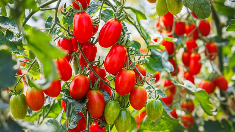 tomato plant