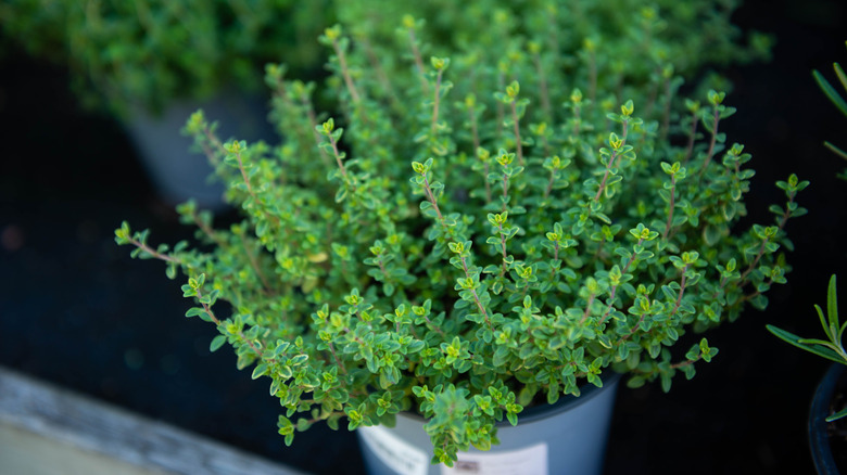 Thyme grows in a pot in the garden.