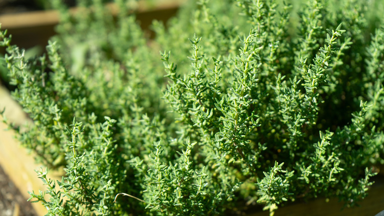 Thyme thrives in an herb garden.