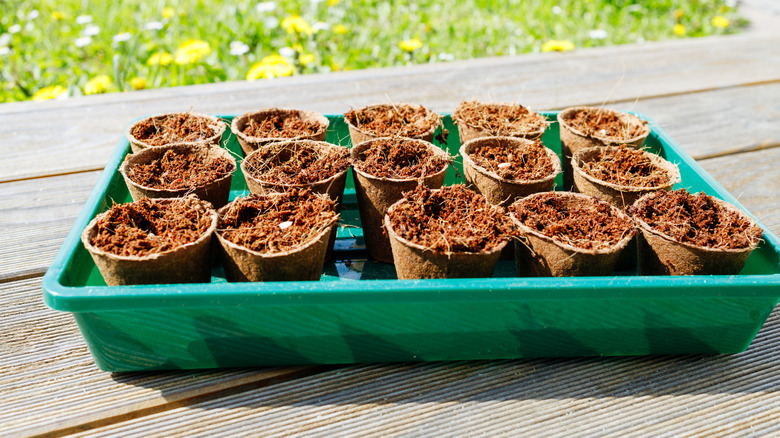 Cucumber seeds in peat pots outside in the sun