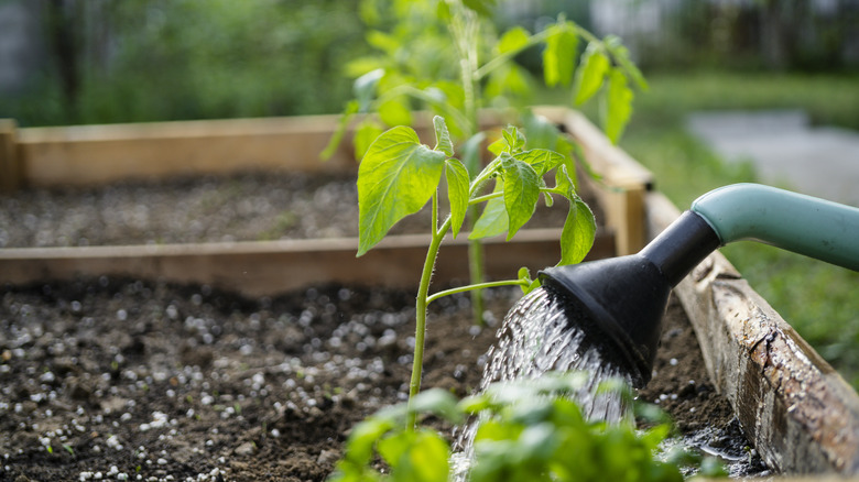 A watering can waters soil in a garden bed