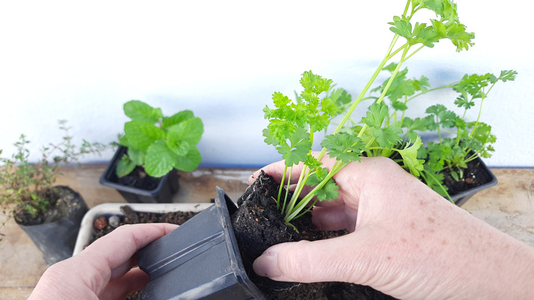 Hands preparing a parsley seedling for transplantation