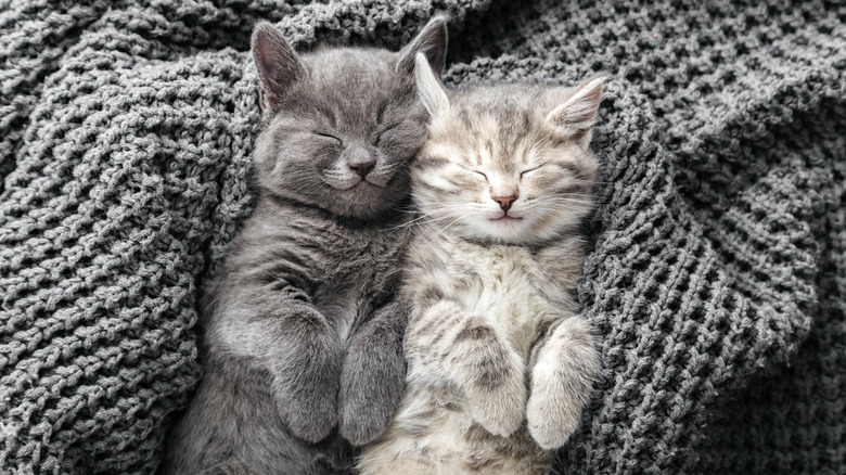 cats sleeping on gray blanket