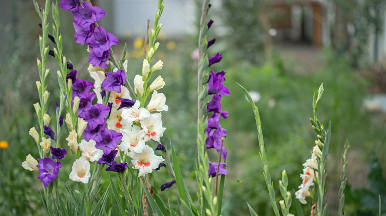 Purple and white gladiolus plants flower in a garden.