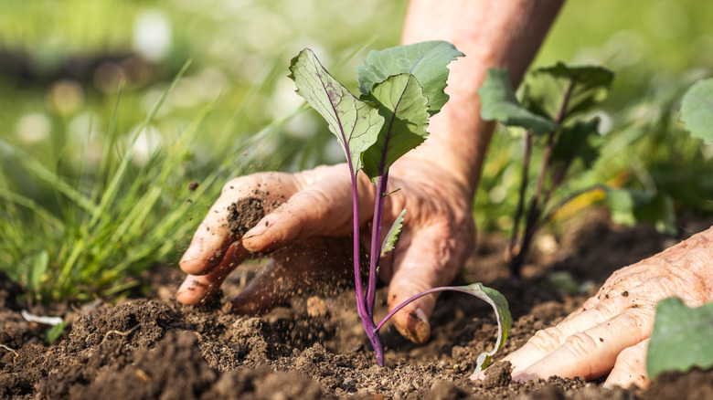 Planting turnips in spring