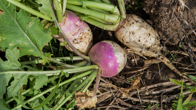 Turnips growing in soil