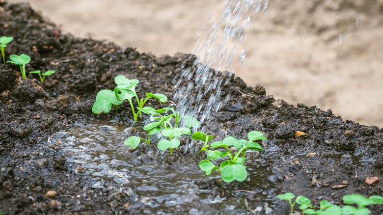 Watering turnip plants