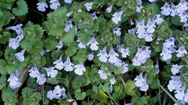 closeup of creeping Charlie flowers