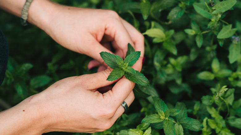 hands holding mint plant