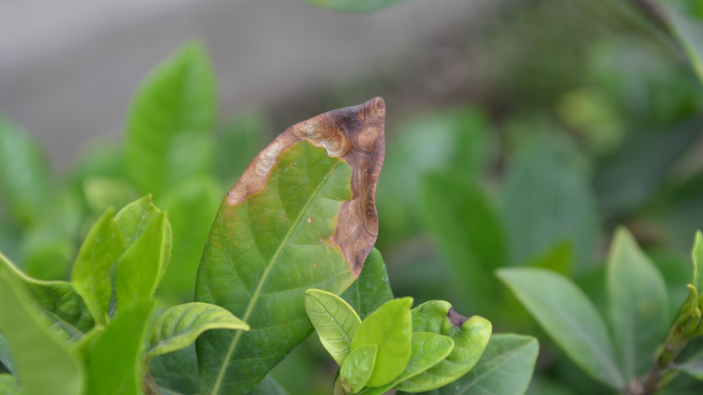 brown gardenia leaf