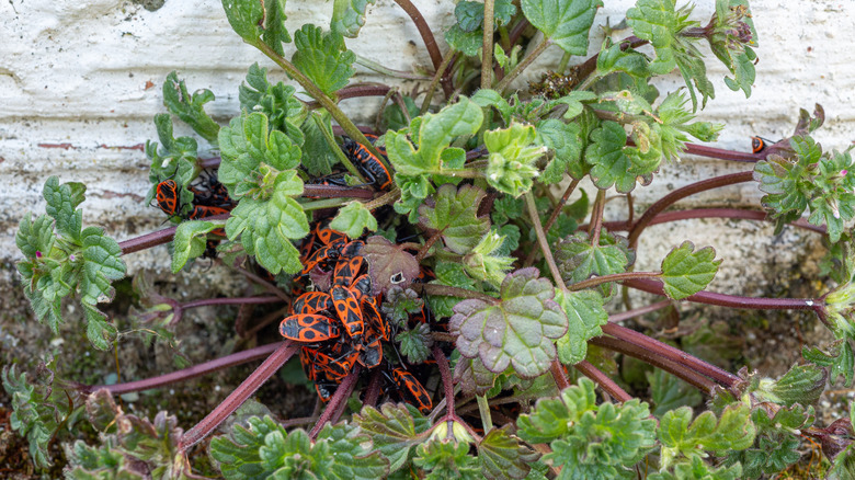 Group of chinch bugs on a plant by a wall