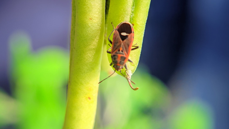 Close up of a chinch bug on the stem of a plant