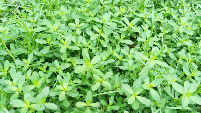 Purslane weed growing in grass