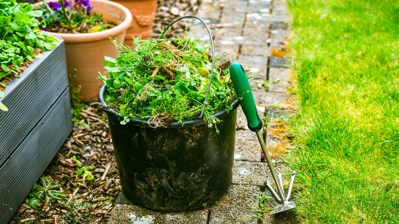 Bucket of weeds on brick pathway by lawn