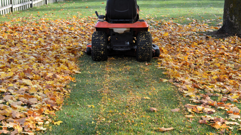 An orange and black tractor mower leaf mulching a green lawn that is covered in yellow maple leaves