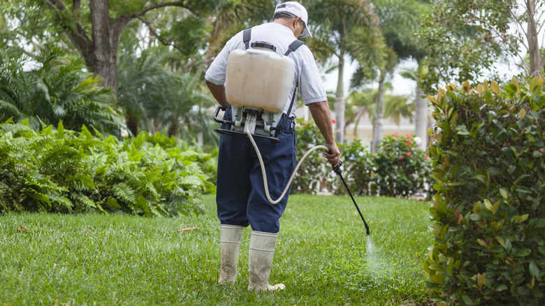 A person spraying pre-emergents on the grass