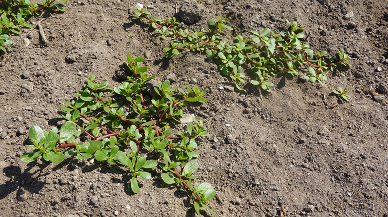 Purslane growing in dry soil