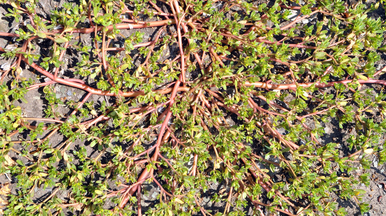 A large patch of purslane