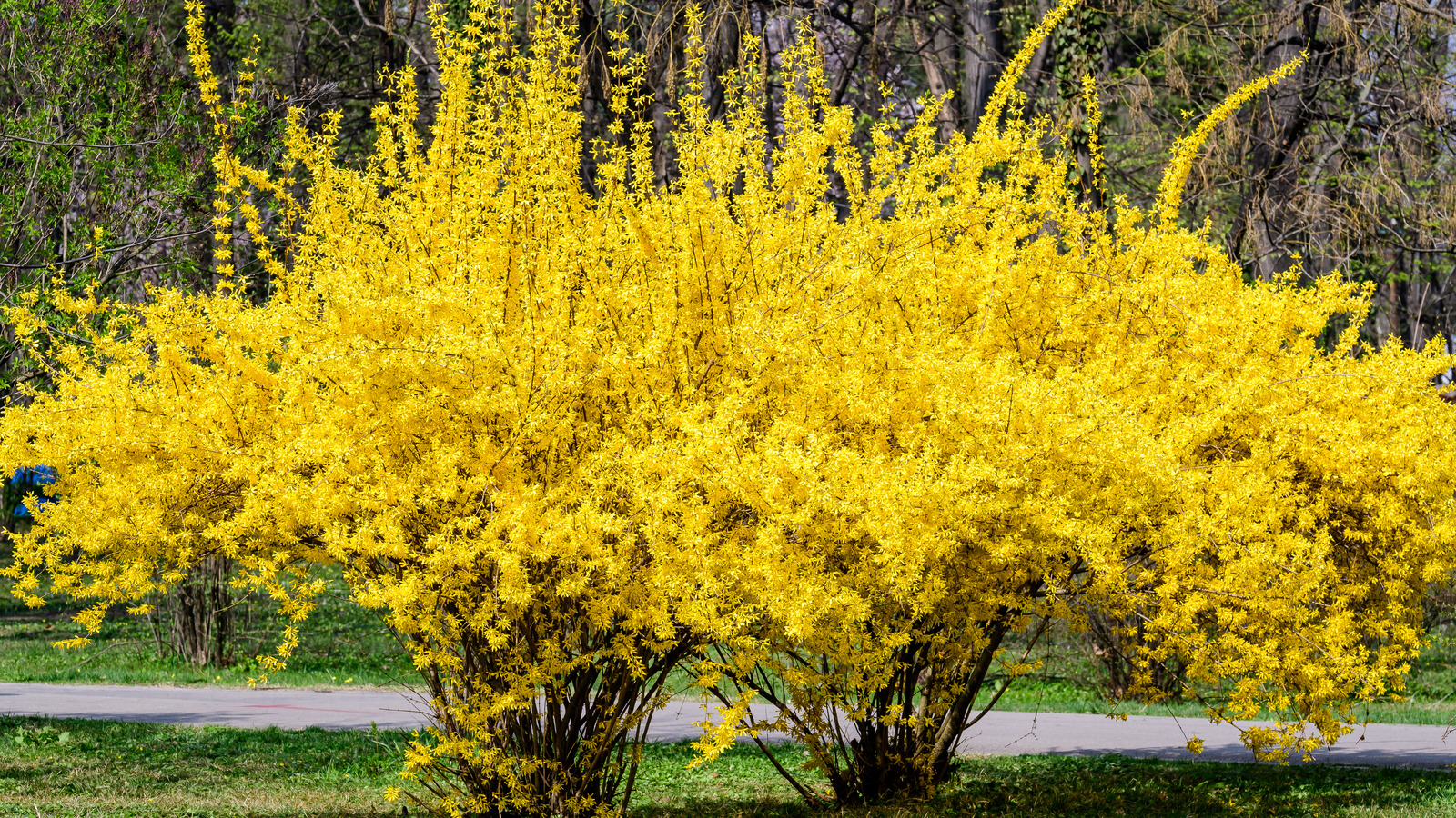 Cheat Winter: Force Forsythia Flowers & More To Bloom Indoors