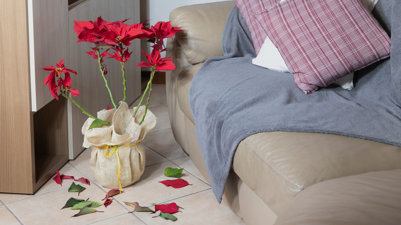 Poinsettia plant with dropped leaves sitting on the floor near couch